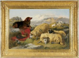 Guarding Sheep In The Highlands