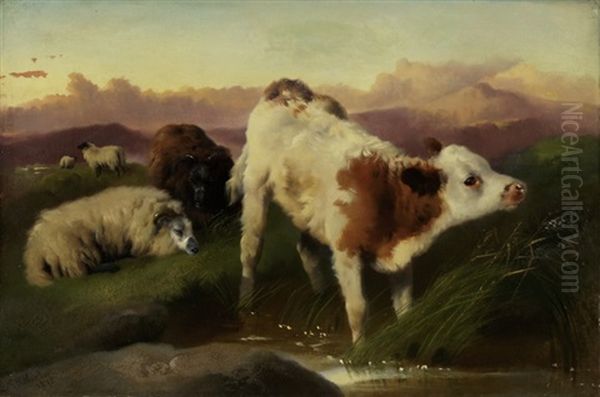Weidende Hochlandkuh Und -schaf - view 1