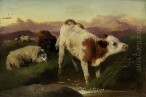 Weidende Hochlandkuh Und -schaf