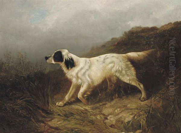 A Setter - view 1