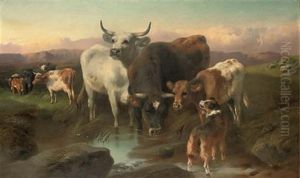 Cattle Watering At A Highland Stream