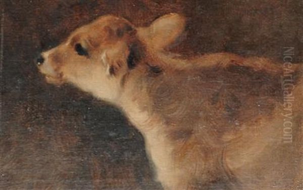 A Calf - view 1
