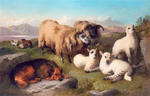 Sheep And Sheep Dog In A Highland Setting - view 1