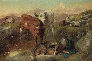 Calves And Black Face Ewes With A Sheepdog