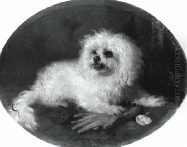 Maltese Terrier - view 1