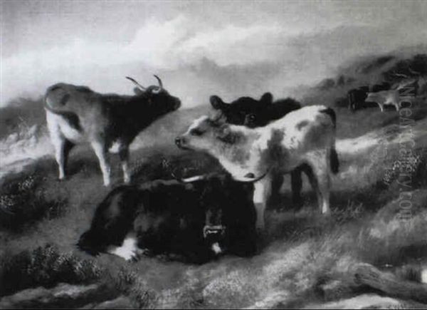 Cattle And Calves On A Hillside - view 1