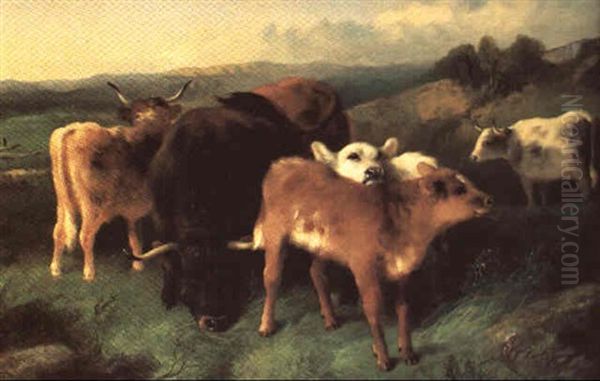 Calves And Bulls In Highland Pasture - view 1