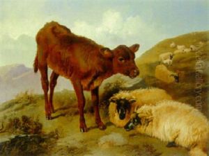 Sheep And A Calf On A Hillside