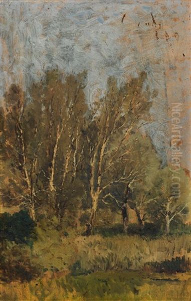 Birches - view 1