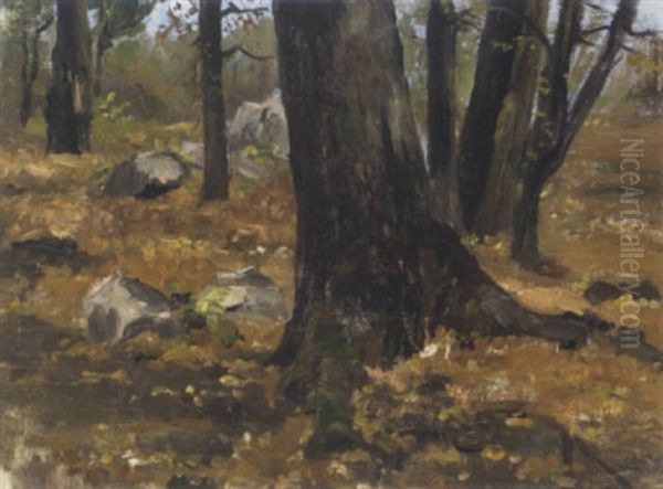 Waldlandschaft - view 1