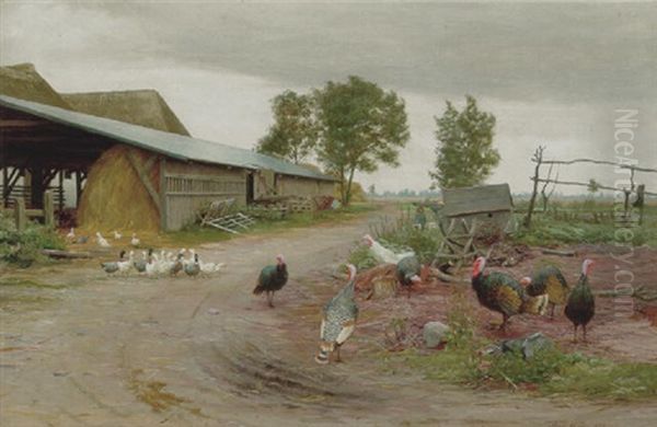 Aender Og Kalkuner - view 1