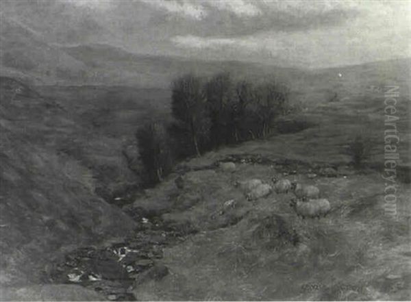 Highland Sheep - view 1