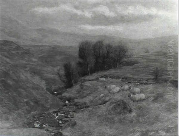 Highland Sheep - view 1