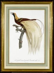 Le Petit Oiseau De Paradis Emeraude by Jacques Barraband