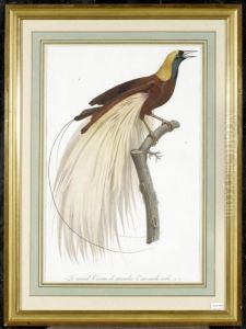 Le Grand Oiseau De Paradis Emeraude