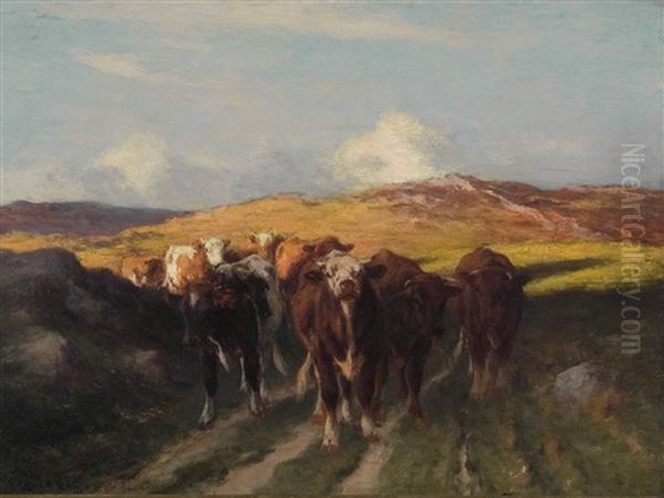 Cattle - view 1
