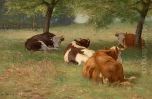 Cows In A Grassy Field Cows In A Grassy Field