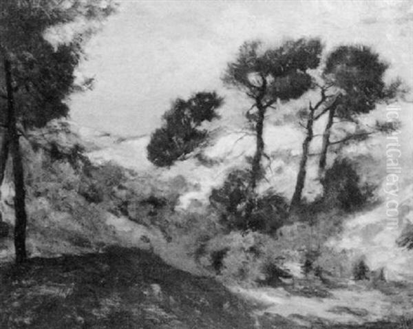 Sand Dunes With Scrub Pine - view 1