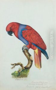 Perroquet Grand Lori by Jacques Barraband