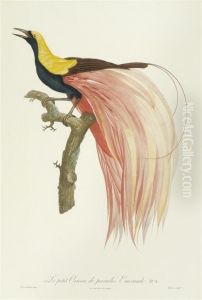 Le Petit Oiseau De Paradis Emeraude No.4. by Jacques Barraband