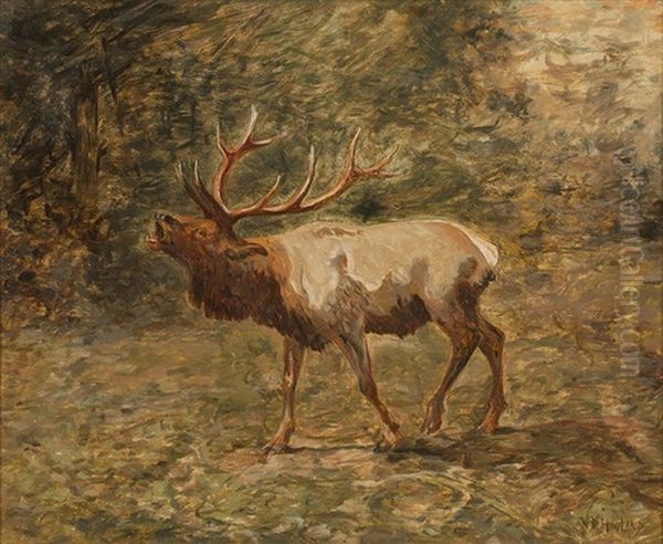 Elk - view 1