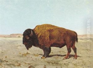 Prairie Bison