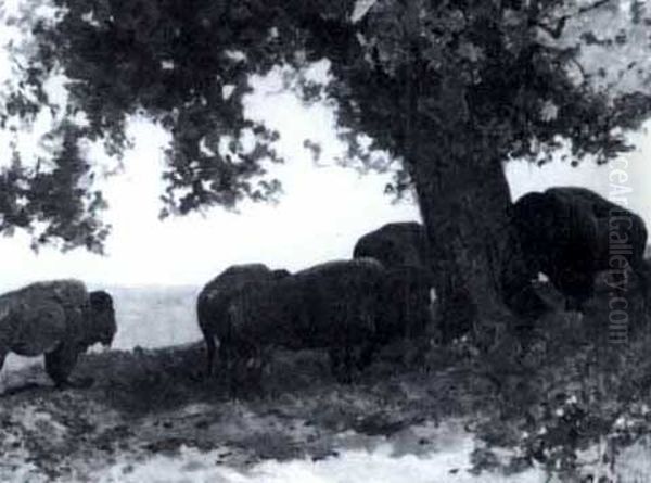 Buffalo Grazing - view 1