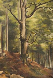 Beech