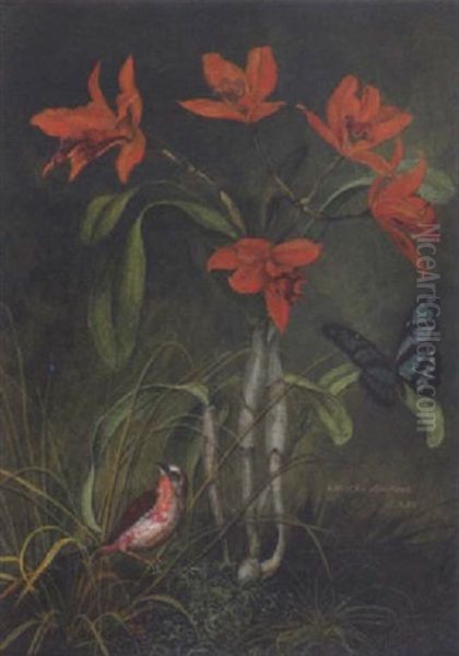 Laelia Einnabanina (brasilien) - view 1