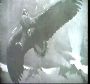 Adler Adler