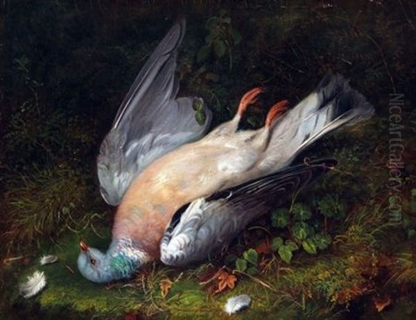 Dead Pigeon - view 1