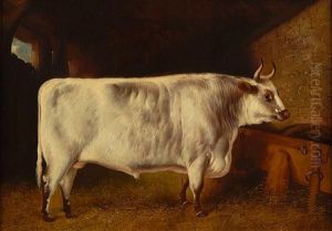 A Prize Bull In A Stable