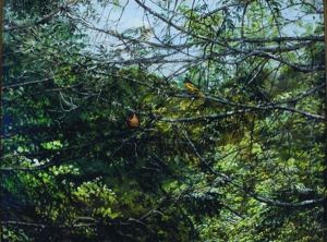 An Oriole With Her Nest