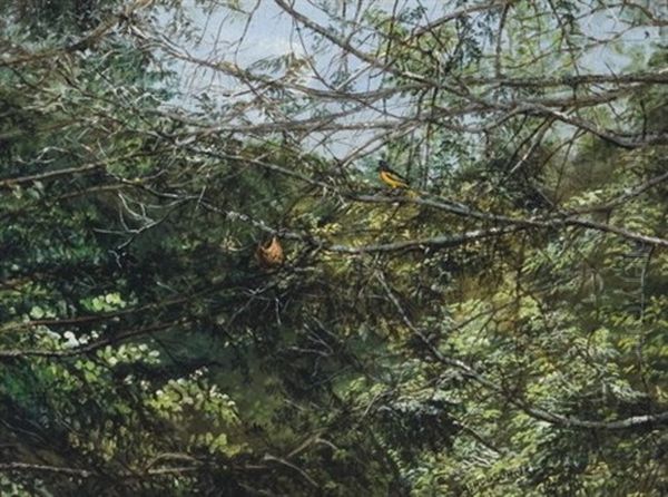 Oriole Overlooking Nest - view 1