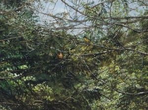 Oriole Overlooking Nest by John Bradley Hudson