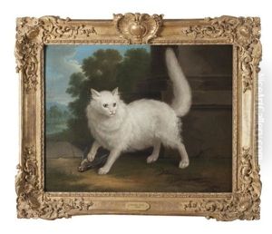 Chat Angora Blanc Chasseur