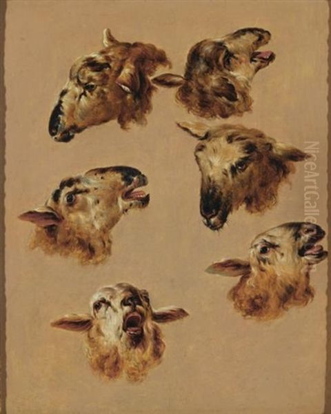 Etude De Tetes De Brebis - view 1