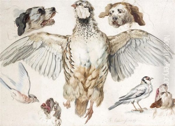Feuille D'etudes: Perdrix Rouge, Tetes De Chiens Et Oiseaux (study) - view 1