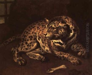 Etude De Guepard Etude De Guepard