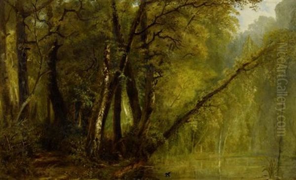 Dichte Waldlandschaft Mit Einem Kolibri - view 1