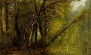 Dichte Waldlandschaft Mit Einem Kolibri