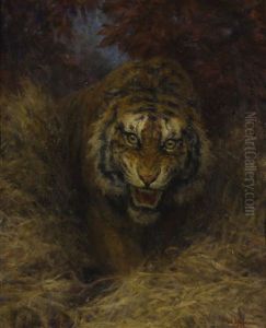 Tiger In The Grass