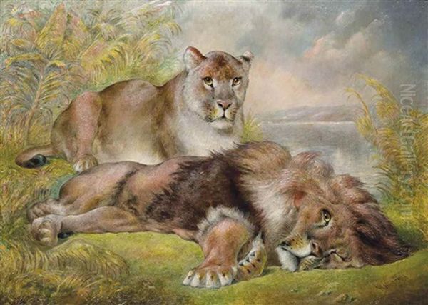 Resting Lions - view 1