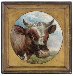 Study Of A Cow's Head