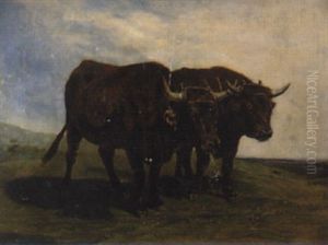 An Ox Team