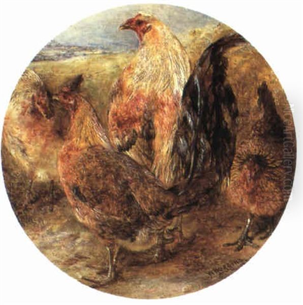 English Gamefowls - view 1