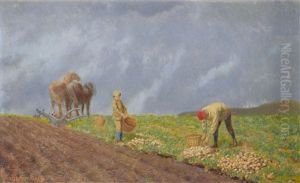 Potato Harvest Potato Harvest