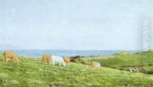 Cattle In A Clifftop Meadow Cattle In A Clifftop Meadow