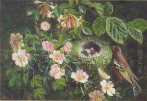 Greenfinch By Its Nest Amongst Blossom, Chaffinch By Its Nest Amongst Blossom (a Pair) by William Hughes
