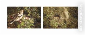 Female Chaffinch With Nest; And Female Chaffinch Singing By Her Nest (pair) by William Hughes